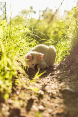 Siyah benekli, dingin beyaz bir kedi yemyeşil bir yerde oturuyor, kabarık bir ceketle kameraya bakıyor. Huzurlu sahne güneş ışığıyla yıkanır.