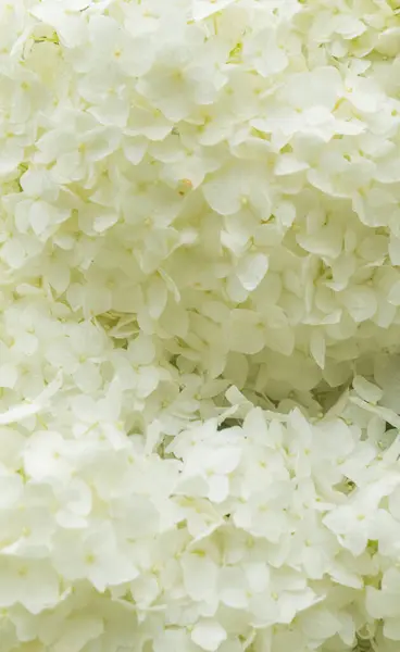 Tüm çerçeveyi dolduran beyaz ortanca çiçeklerinin yakın çekim görüntüsü. Görüntü narin yaprakları ve yumuşak dokuları vurgular, rahatlatıcı ve huzurlu bir çiçek manzarası yaratır.