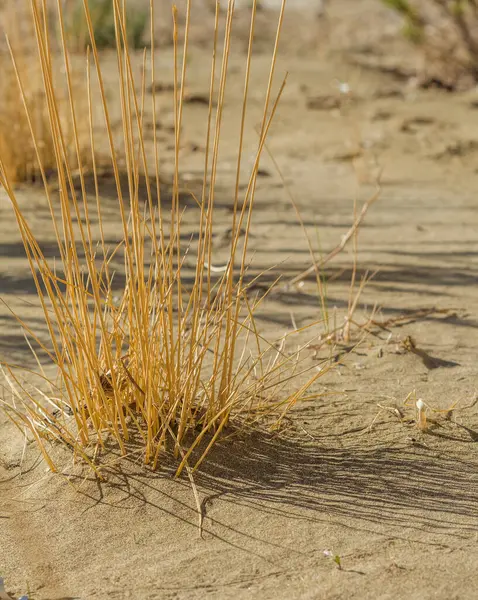 Kuru çimen yaprakları çöl kumuna karmaşık gölgeler bırakarak sert ve kurak koşulları vurguluyor. Görüntü, doğanın zorluklarla dolu ortamlardaki esnekliğini yakalar.