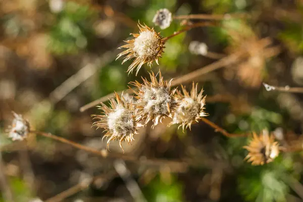 Yumuşak ve bulanık bir odak noktasında yakalanan narin kurumuş kır çiçekleri, sıcak ve sessiz bir arkaplanda karmaşık dokularını vurguluyor. Bu resim dingin, doğal bir estetik yayar.