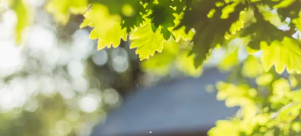 Güneş ışığıyla aydınlatılan canlı yeşil meşe yapraklarının yakın çekimi sıcak ve davetkar bir atmosfer yaratıyor. Arka plandaki yumuşak odaklanma doğal güzelliği ve huzuru arttırır.