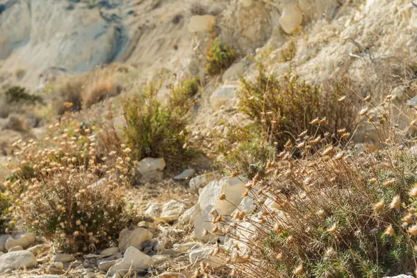 Sakin kıyı çiçekleri hafif meltemde sallanıyor, kayalık arazi zeminine ve parıldayan suya karşı güneş ışığıyla yıkanmış.