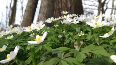 İlkbaharın güzelliğine dalın kendinizi büyüleyici bir videoyla narin beyaz şakayık çiçeklerinin yemyeşil ormanlarda çiçek açtığını görün. Hafif bir esinti yeni başlangıçların kokusunu taşıyor.