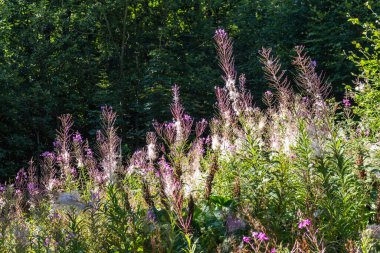 Tohumların olgunlaştığı dönemde Karpatlar 'daki ateş yosunu bitkisi.