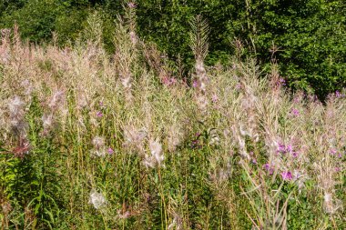 Tohumların olgunlaştığı dönemde Karpatlar 'daki ateş yosunu bitkisi.