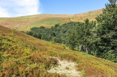 Sonbaharda Karpatlar 'ın Borzhava dağ vadisinde yabanmersini tarlaları