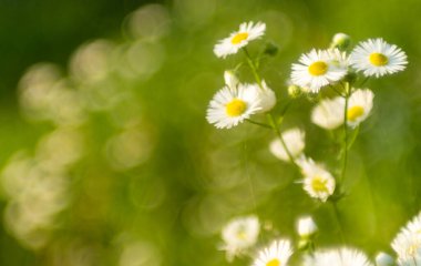 Küçük papatyalar yakın plan, yumuşak odak, yumuşak sıcak renk