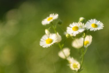 Küçük papatyalar yakın plan, yumuşak odak, yumuşak sıcak renk
