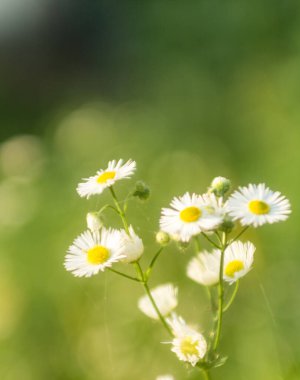 Küçük papatyalar yakın plan, yumuşak odak, yumuşak sıcak renk