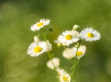 Küçük papatyalar yakın plan, yumuşak odak, yumuşak sıcak renk