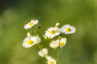 Küçük papatyalar yakın plan, yumuşak odak, yumuşak sıcak renk