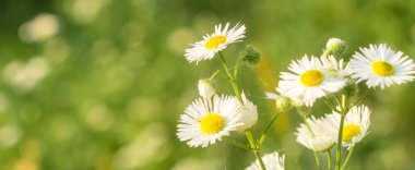 Küçük papatyalar yakın plan, yumuşak odak, yumuşak sıcak renk