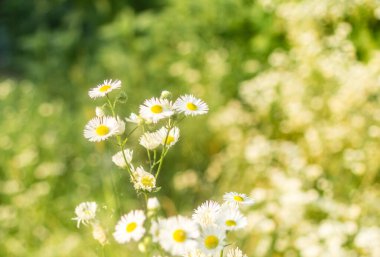 Batan güneşin ışınlarında açık bir alanda küçük papatyalar.