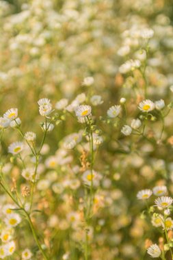 Batan güneşin ışınlarında açık bir alanda küçük papatyalar.