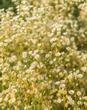 Batan güneşin ışınlarında açık bir alanda küçük papatyalar.