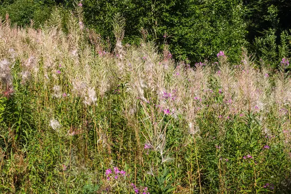 Tohumların olgunlaştığı dönemde Karpatlar 'daki ateş yosunu bitkisi.