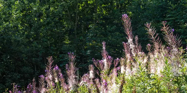 Tohumların olgunlaştığı dönemde Karpatlar 'daki ateş yosunu bitkisi.