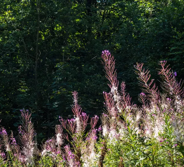 Tohumların olgunlaştığı dönemde Karpatlar 'daki ateş yosunu bitkisi.