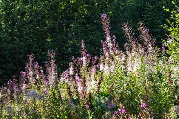 Tohumların olgunlaştığı dönemde Karpatlar 'daki ateş yosunu bitkisi.