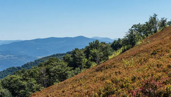 Sonbaharda Karpatlar 'ın Borzhava dağ vadisinde yabanmersini tarlaları