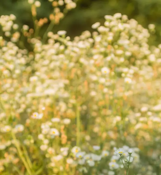 Batan güneşin ışınlarında açık bir alanda küçük papatyalar.