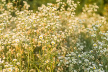 Batan güneşin ışınlarında açık bir alanda küçük papatyalar.