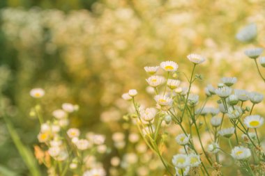 Batan güneşin ışınlarında açık bir alanda küçük papatyalar.