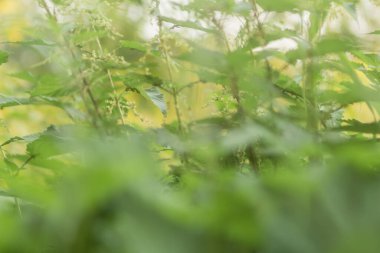 Bahçedeki yabani ısırgan otları