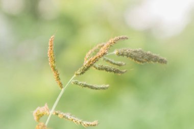 Yabani otların kulağı, yakın plan, yumuşak odak