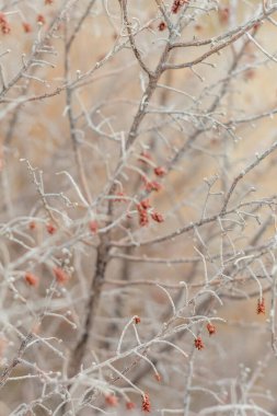 Kıbrıs 'ta kuru bir çalılığın dalları, kahverengi ve gri renk, yumuşak odak