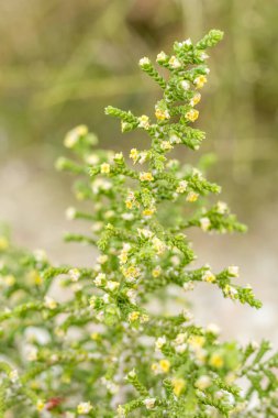 Kıbrıs sahilinde Temelya kıllı çalısı