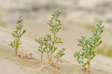 Batis, Kıbrıs sahilindeki deniz yosunu bitkisi.