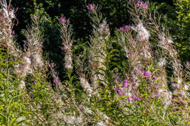 Çekirdekli ateş otu çiçeği Karpatlar 'da bir açıklıkta yakın plan