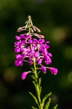Pembe yakut çiçeği yakın, Karpatyalı yabani bitki