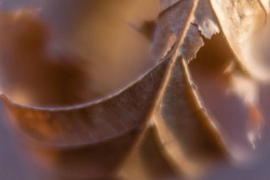 kuru yaprak yakın çekim, odak eksikliği, eski fotoğraf efekti