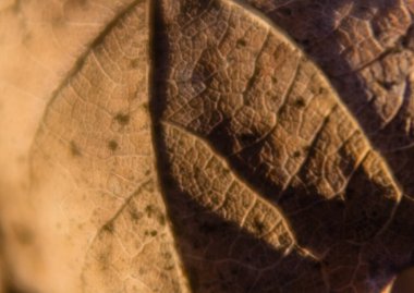 kuru yaprak yakın çekim, odak eksikliği, eski fotoğraf efekti