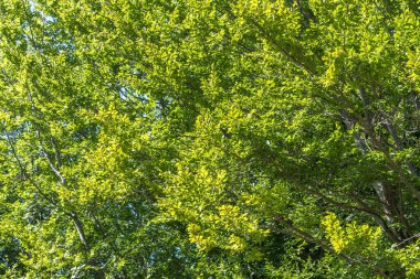 Karpatlar 'daki bereketli kayın ormanı, yaz mevsimi, dağdaki yemyeşil bitki örtüsü.