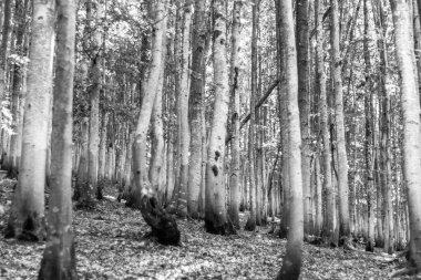 Enigmatik ormanlık, monokromla yıkanmış, huzur dolu bir yalnızlık hissi uyandırıyor, gizemi, iç güzelliği ya da doğanın saf güzelliğini göstermek için mükemmel.