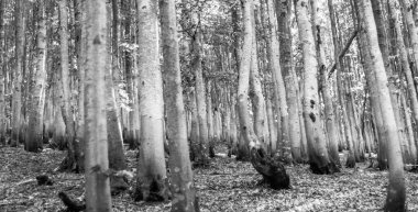 Enigmatik ormanlık, monokromla yıkanmış, huzur dolu bir yalnızlık hissi uyandırıyor, gizemi, iç güzelliği ya da doğanın saf güzelliğini göstermek için mükemmel.