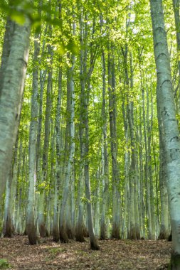 Karpatlar 'daki bereketli kayın ormanı, yaz mevsimi, dağdaki yemyeşil bitki örtüsü.