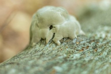 Ağaçta yoğun beyaz büyüme, parazit mantar.