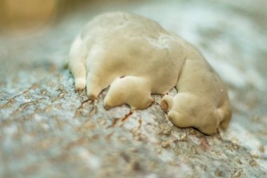 Ağaçta yoğun beyaz büyüme, parazit mantar.