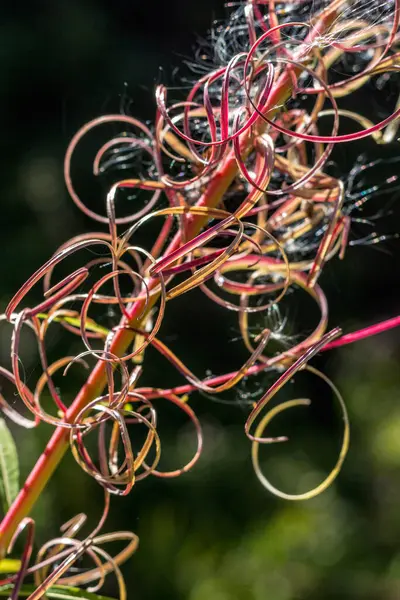 Çekirdekli ateş otu çiçeği Karpatlar 'da bir açıklıkta yakın plan