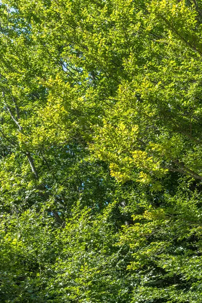 Karpatlar 'daki bereketli kayın ormanı, yaz mevsimi, dağdaki yemyeşil bitki örtüsü.