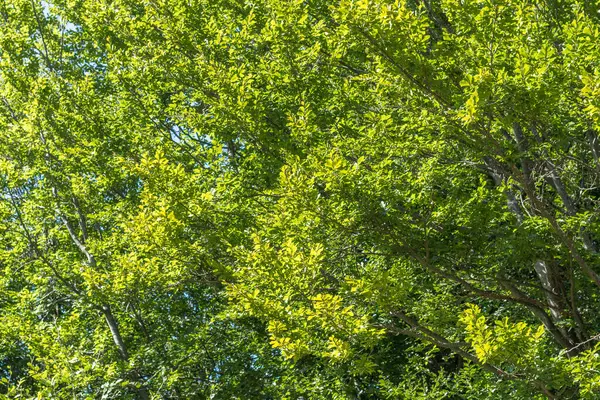 Karpatlar 'daki bereketli kayın ormanı, yaz mevsimi, dağdaki yemyeşil bitki örtüsü.