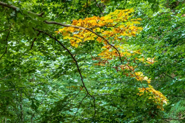 Altın yapraklar gür, canlı bir orman gölgesinde ortaya çıkar, sonbaharın sessiz güzelliğini ima eder ve barışçıl bir geçiş hissi verir.