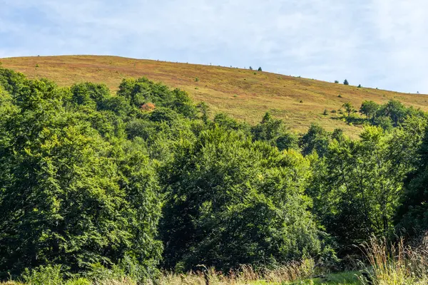 Karpatlar 'daki bereketli kayın ormanı, yaz mevsimi, dağdaki yemyeşil bitki örtüsü.