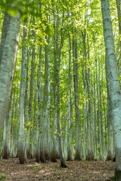 Karpatlar 'daki bereketli kayın ormanı, yaz mevsimi, dağdaki yemyeşil bitki örtüsü.