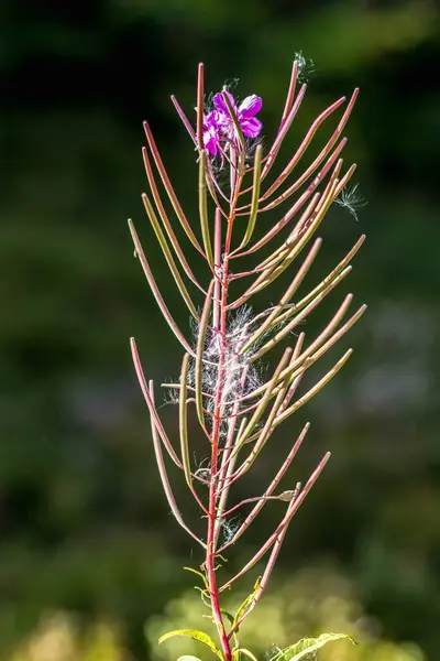 Çekirdekli ateş otu çiçeği Karpatlar 'da bir açıklıkta yakın plan