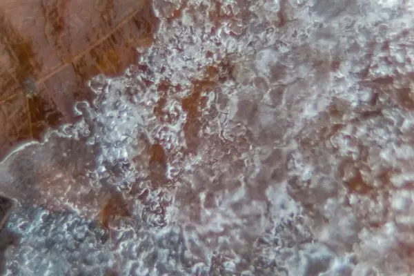 Paslı güzellik, çürümüş duvar halısı, unutulmuş zamanı anımsatıyor ve dayanıklılığı aşındırıyor.